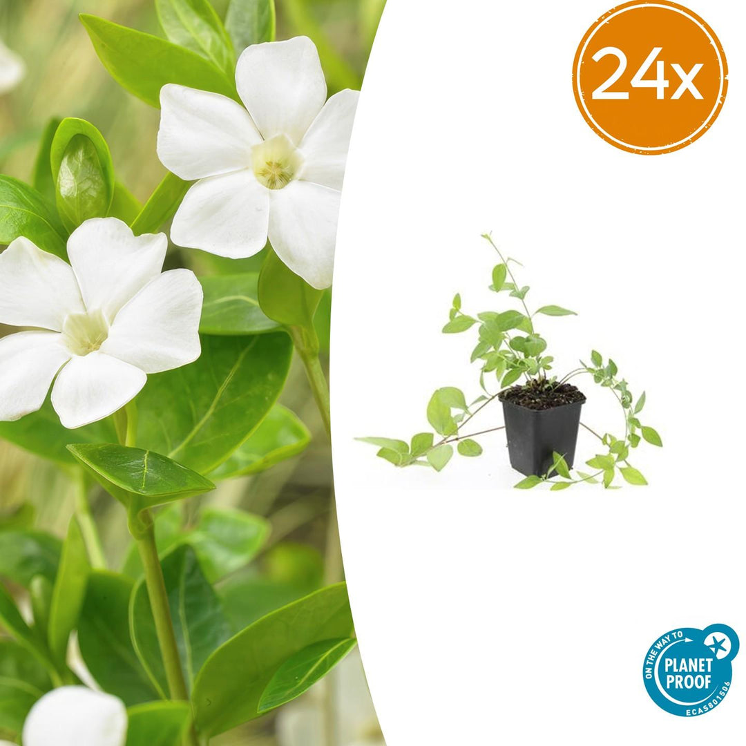 Vinca major 'Alba' with white four-petalled flowers and bright green oval leaves, shown as young plant in black 9cm pot…