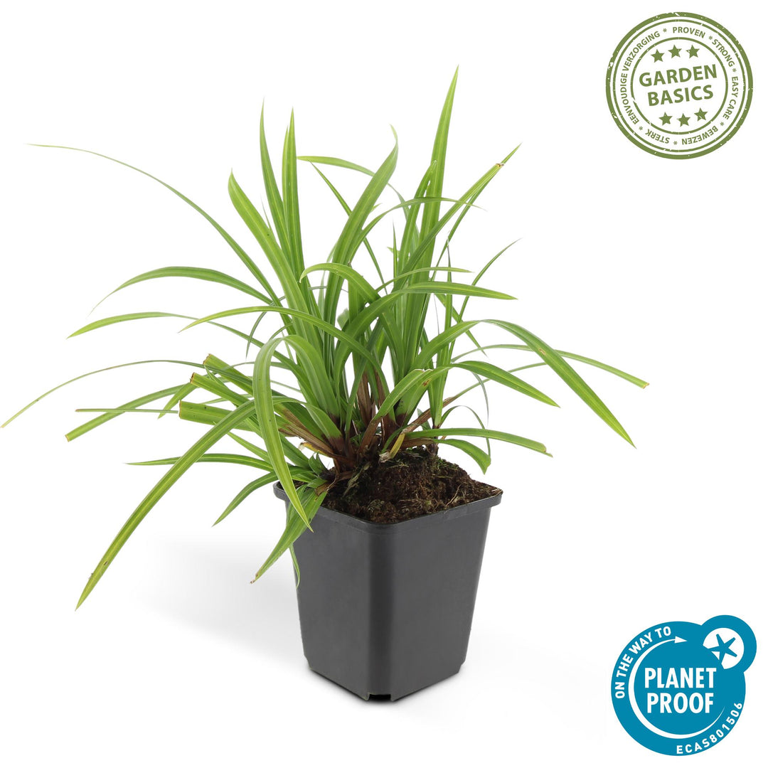 24x Carex morrowii 'Irish Green' - ↕10-25cm - Ø9cm styled in an Irish home interior
