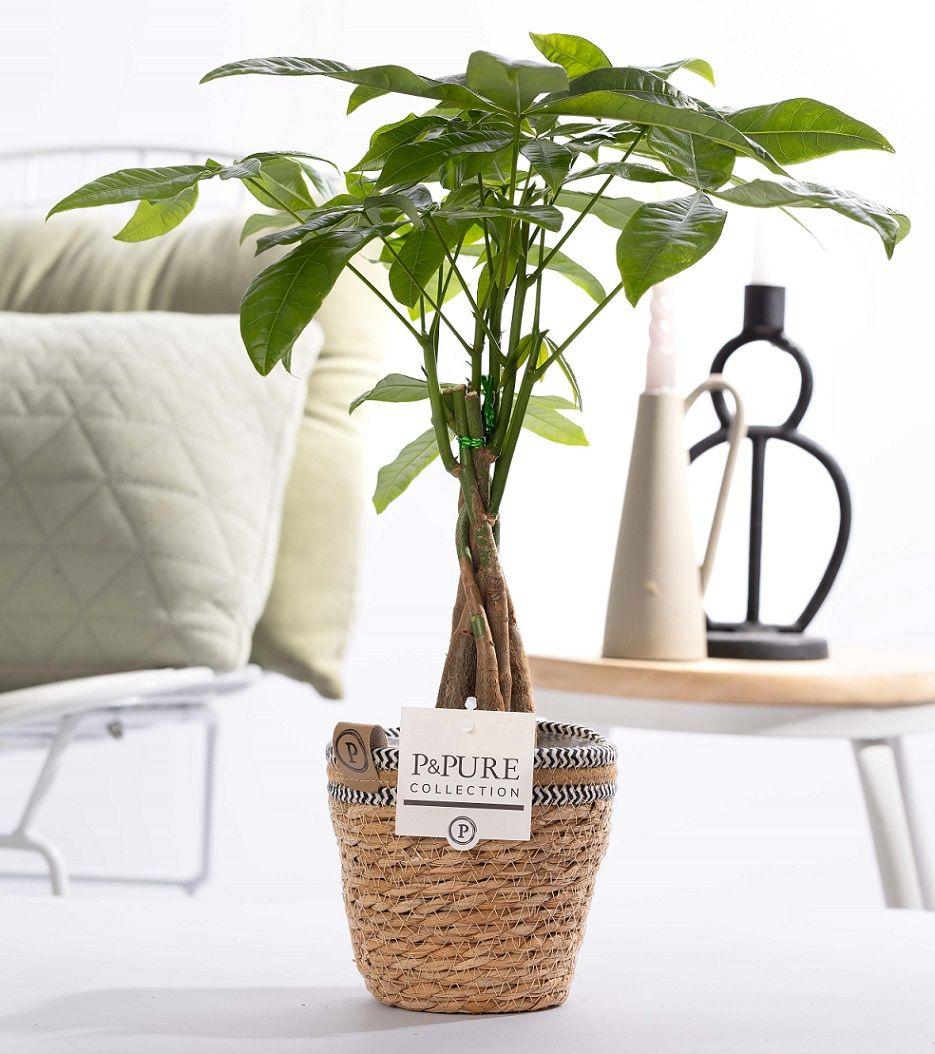 Pachira Aquatica money tree in natural basket, 45cm tall