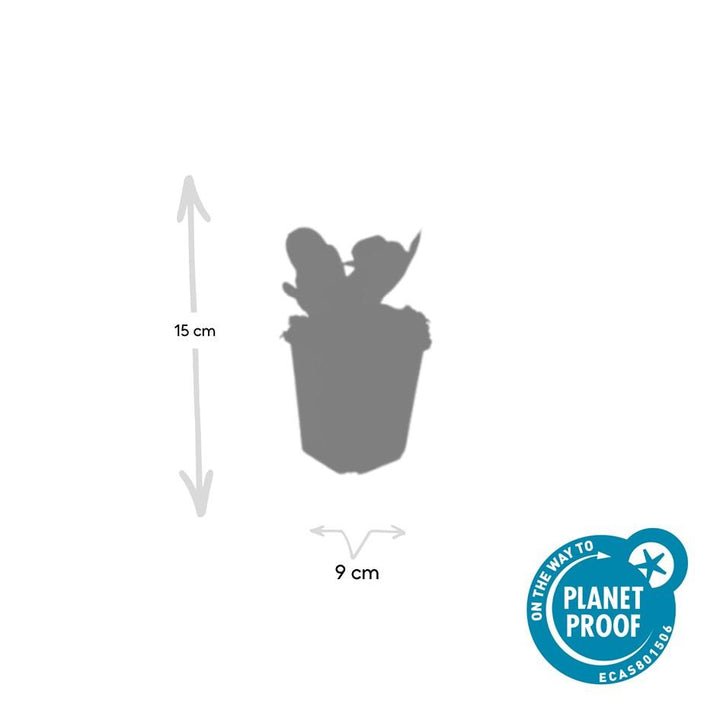 Bergenia cordifolia 'Herbstblüte' 40 Pack - Pink Flowering Ground Cover 9cm Pots