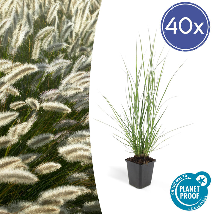 40x Dwarf Fountain Grass Hameln - Compact Ornamental Grass 10-25cm