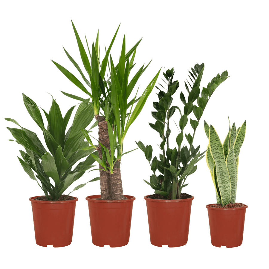 Set of 4 easy-care indoor plants including Dracaena, perfect for beginners, by Everspring.
