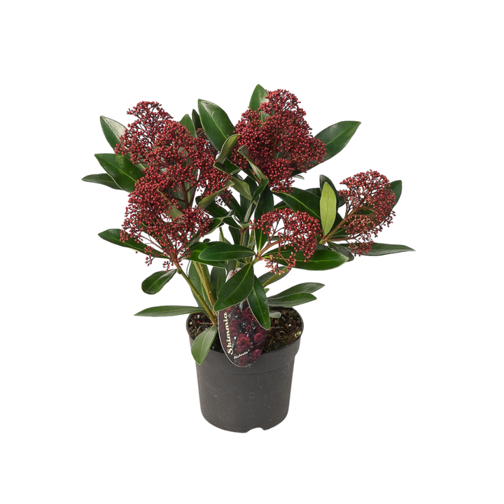 Set of 3 Skimmia 'Rubella' plants in 10.5 cm pots, featuring vibrant red flowers and glossy green leaves.