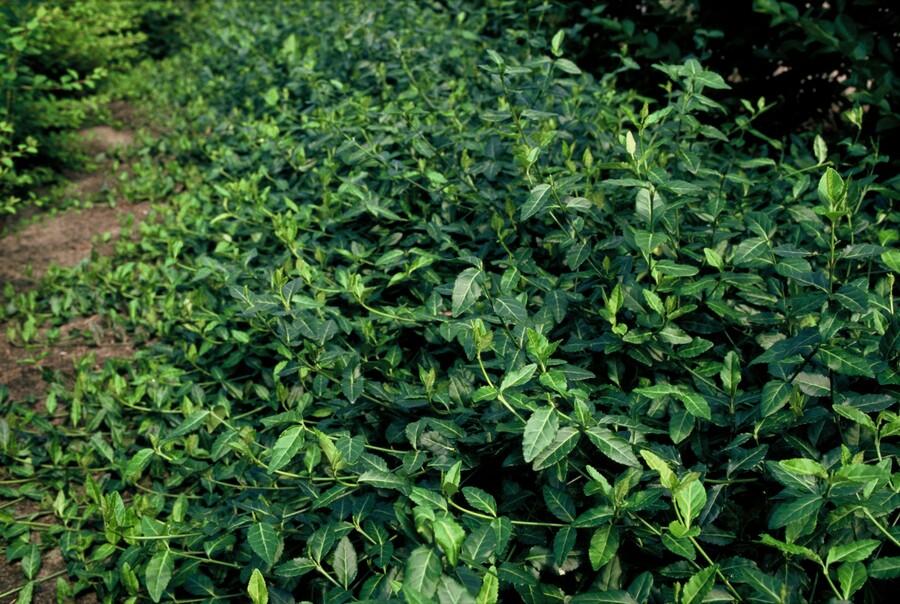 48x Euonymus fortunei 'Dart's Blanket' 10-25cm Evergreen Ground Cover packed for EU plant delivery from PlantGift.ie