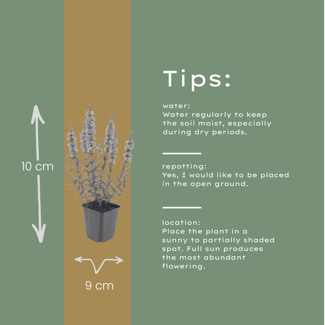 60x Lythrum salicaria - ↕10-25cm - Ø9cm