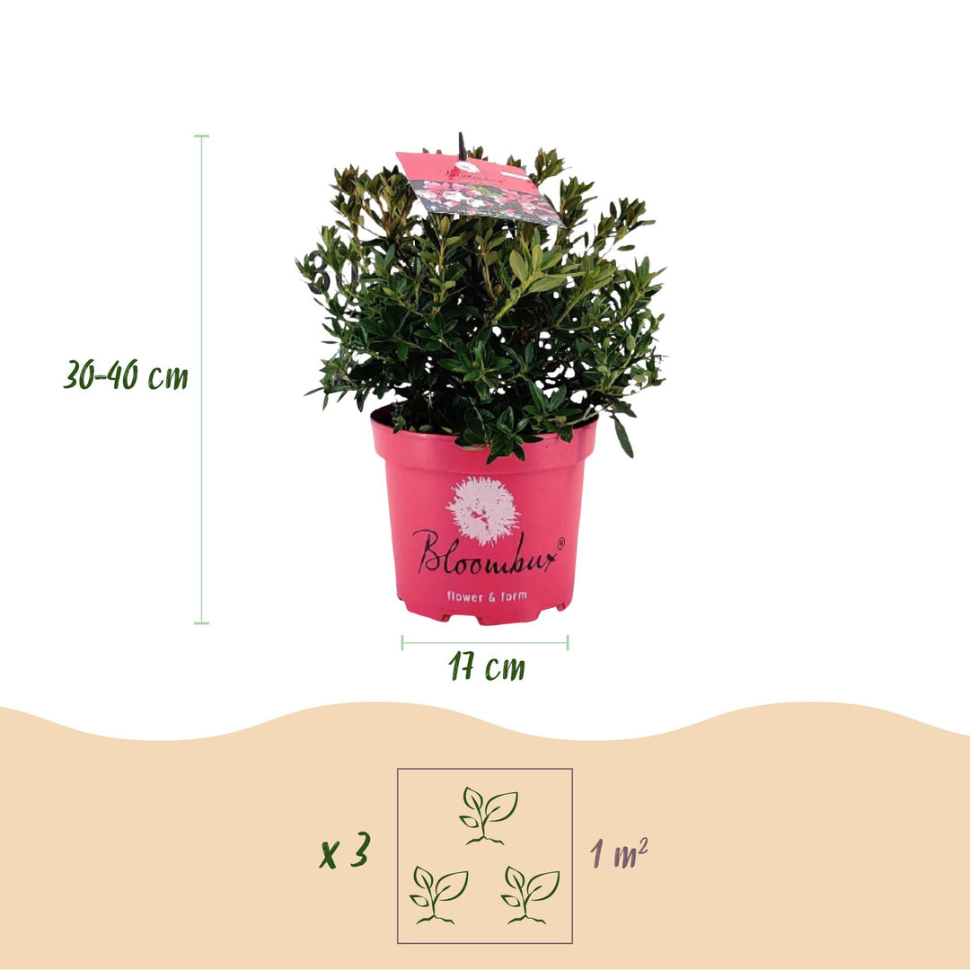 6 Rhododendron Bloombux Magenta plants in 17cm pots, 30-40cm tall - view 3