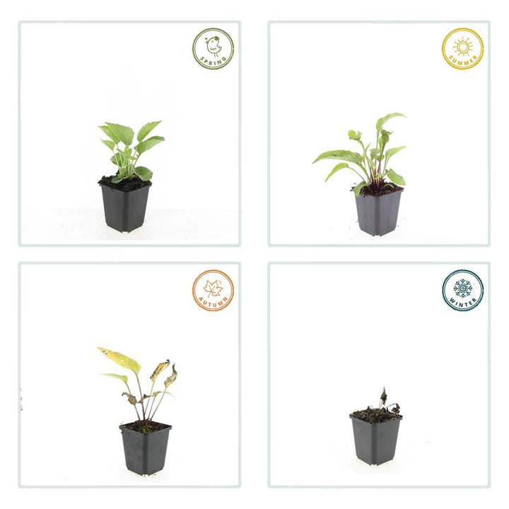 6x Echinacea p. 'Magnus' - ↕10-25cm - Ø9cm alternative angle showing habit and leaf structure