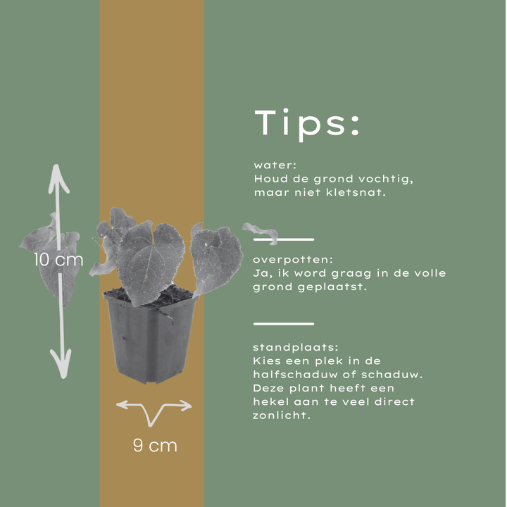 24x Epimedium perralc. 'Frohnleiten' - ↕10-25cm - Ø9cm