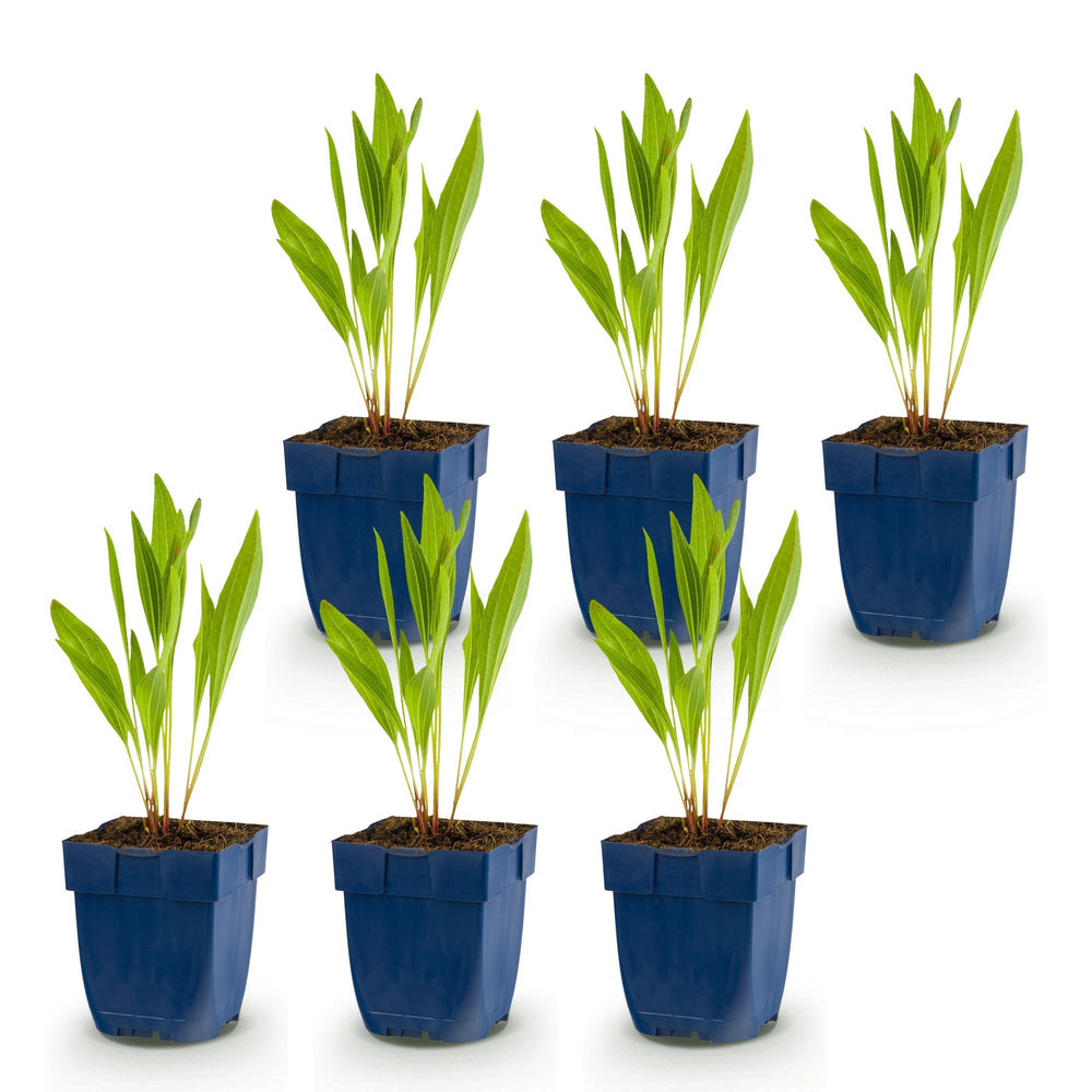 6 Echinacea paradoxa yellow coneflower plants in 11cm pots - view 2