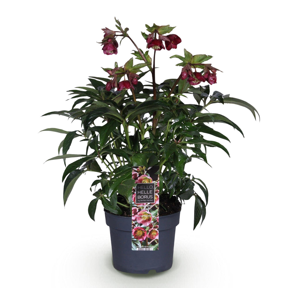 Helleborus 'Dacaya' hellebore in a 19cm pot, 50cm tall - view 2