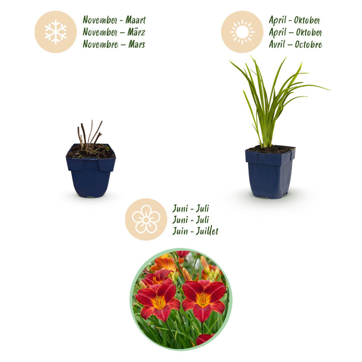 24 Hemerocallis 'Autumn Red' daylily plants in 11cm pots, 15-25cm tall - view 4