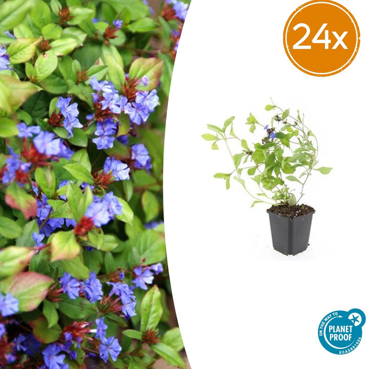 Leadwort plant with bright blue flowers and red bracts on green oval leaves, in black square pot, 10-25cm tall