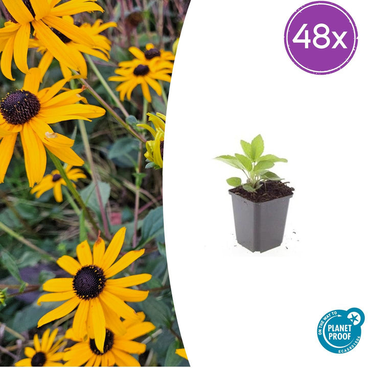 48x Rudbeckia fulgida 'Goldsturm' yellow flowers in 9cm pots, growing height 10-25cm, by Everspring.