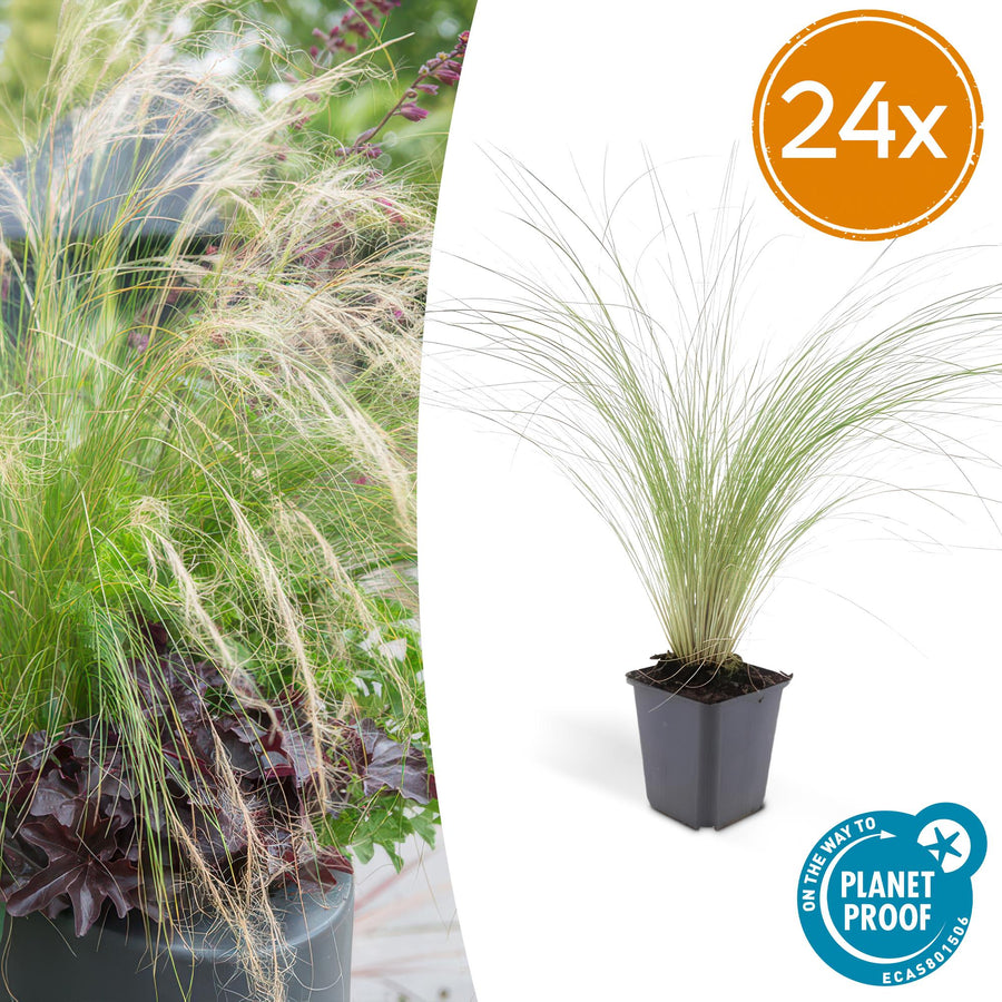 Mexican feather grass with fine, arching green and cream foliage in black square pot, 24 pack