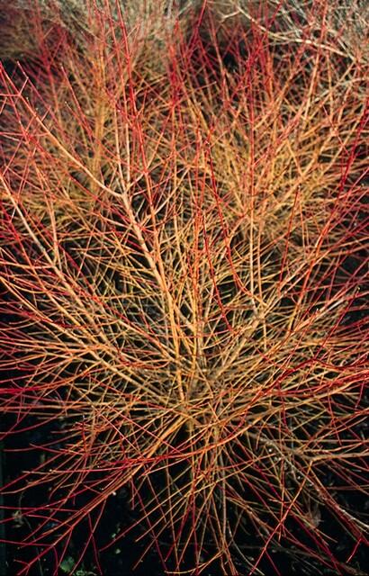 6x Cornus sang. 'Anny's Winter Orange' - ↕10-25cm - Ø9cm styled in an Irish home interior