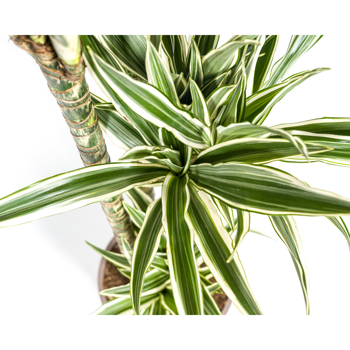 Dracaena White Stripe indoor plant in a 27cm pot, 170-190cm tall, vibrant green and white foliage, by Everspring