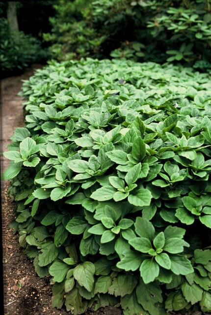 6x Pachysandra terminalis - ↕10-25cm - Ø9cm styled in an Irish home interior