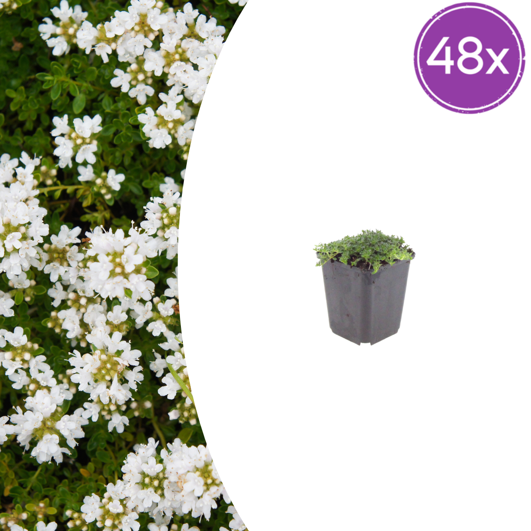 White-flowering creeping thyme in grey pot with dense green foliage, 48-pack bulked product image