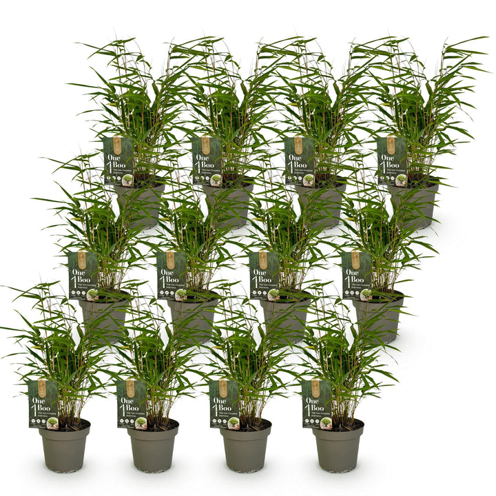 12 Fargesia rufa clumping bamboo plants in 14cm pots - view 2