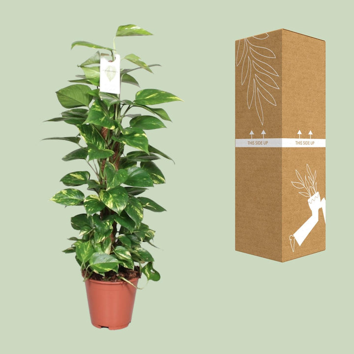 Epipremnum Pinnatum Mosstok 80cm Scindapsus - Ø19cm - ↕80cm packed for EU plant delivery from PlantGift.ie