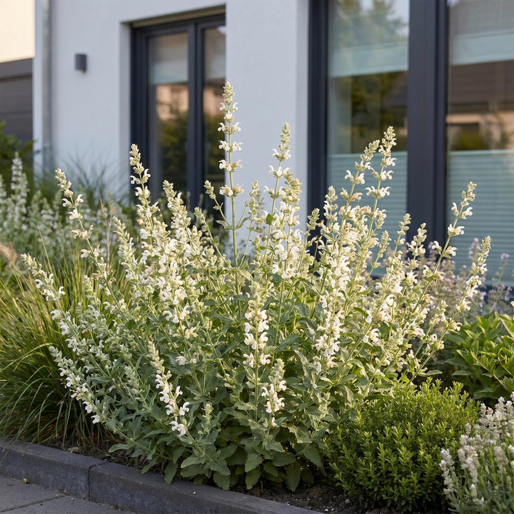 24 Nepeta x faassenii 'Snowflake' catmint plants in 11cm pots - view 6