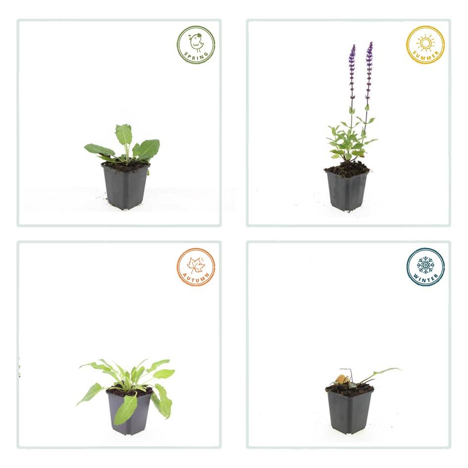 40x Salvia Mainacht - Deep Violet-Blue Perennial - 10-25cm - Ø9cm