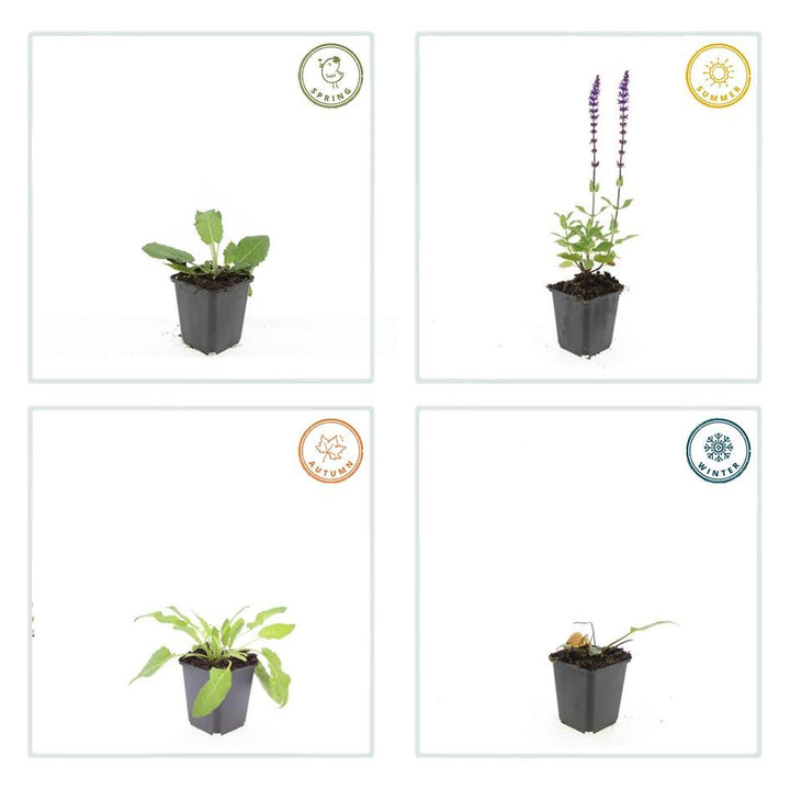 40x Salvia Mainacht - Deep Violet-Blue Perennial - 10-25cm - Ø9cm