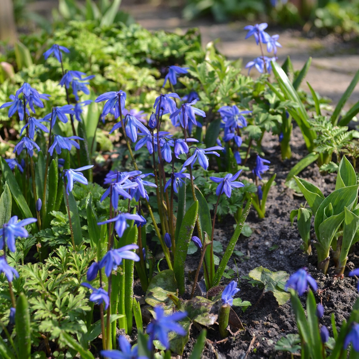 400x Scilla siberica (Siberian Squill) Bulbs - Blue - Naturalising - Size 7/8