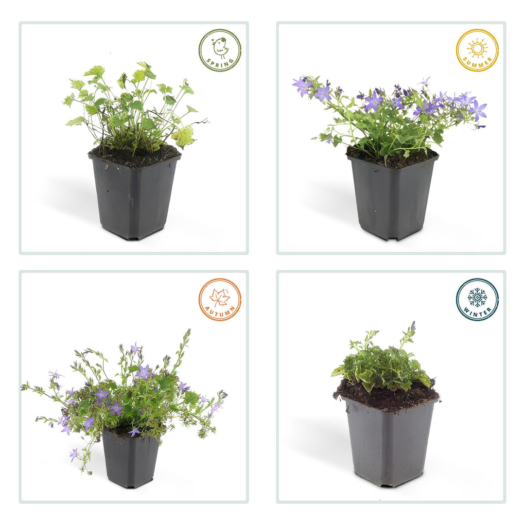 6x Campanula poscharskyana 'Stella' - ↕10-25cm - Ø9cm — healthy root ball and nursery pot ready to ship from Ireland