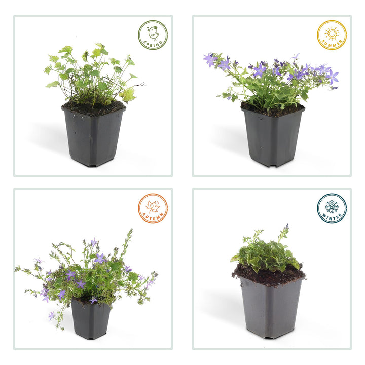 6x Campanula poscharskyana 'Stella' - ↕10-25cm - Ø9cm — healthy root ball and nursery pot ready to ship from Ireland