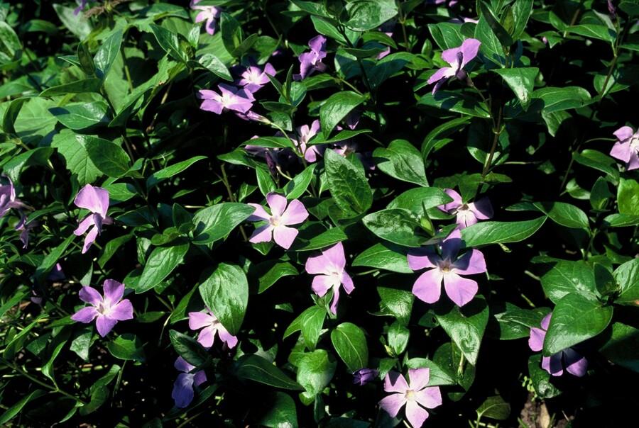6x Vinca major - ↕10-25cm - Ø9cm alternative angle showing habit and leaf structure