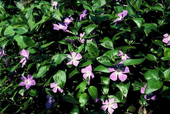 6x Vinca major - ↕10-25cm - Ø9cm alternative angle showing habit and leaf structure