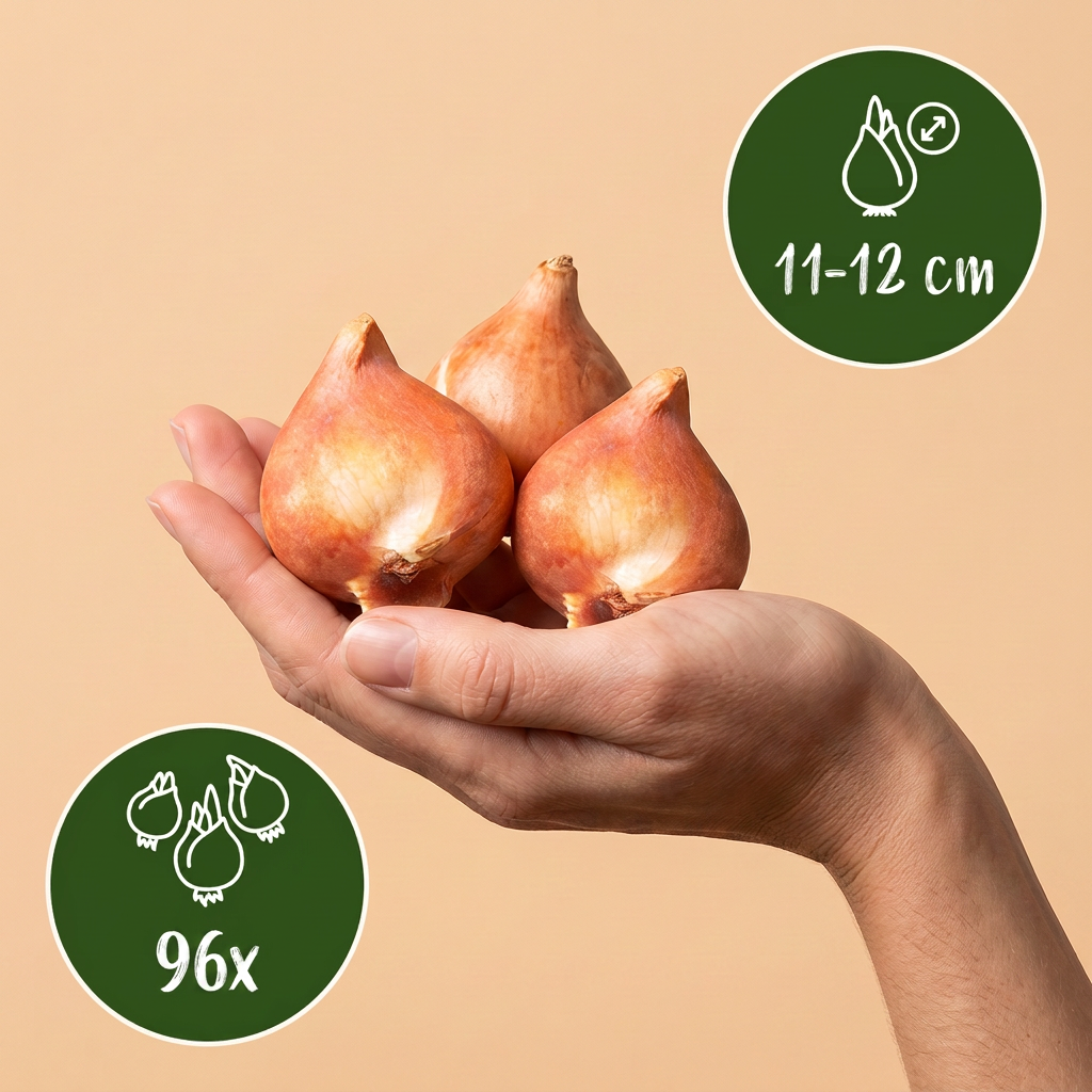 96x Tulipa Symbiosa Mix Bulbs - Mixed - Spring Flowering - Size 11/12