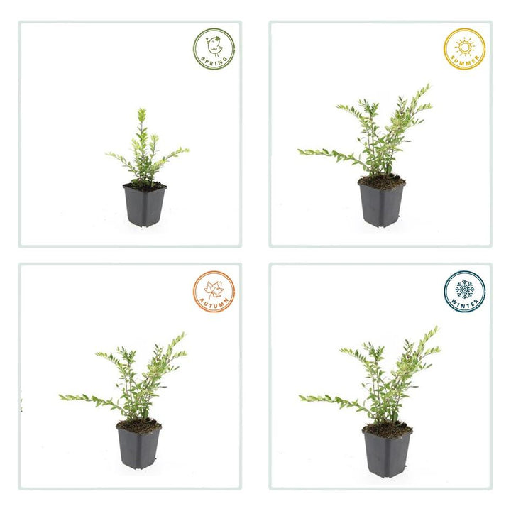 60x Lonicera pileata - ↕10-25cm - Ø9cm