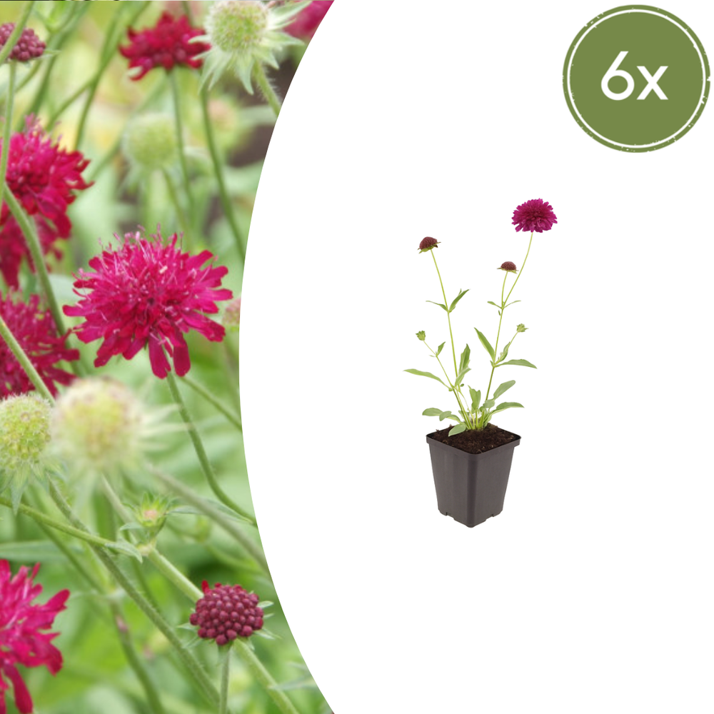 Healthy foliage and strong roots close-up of 6x Knautia macedonica - ↕10-25cm - Ø9cm