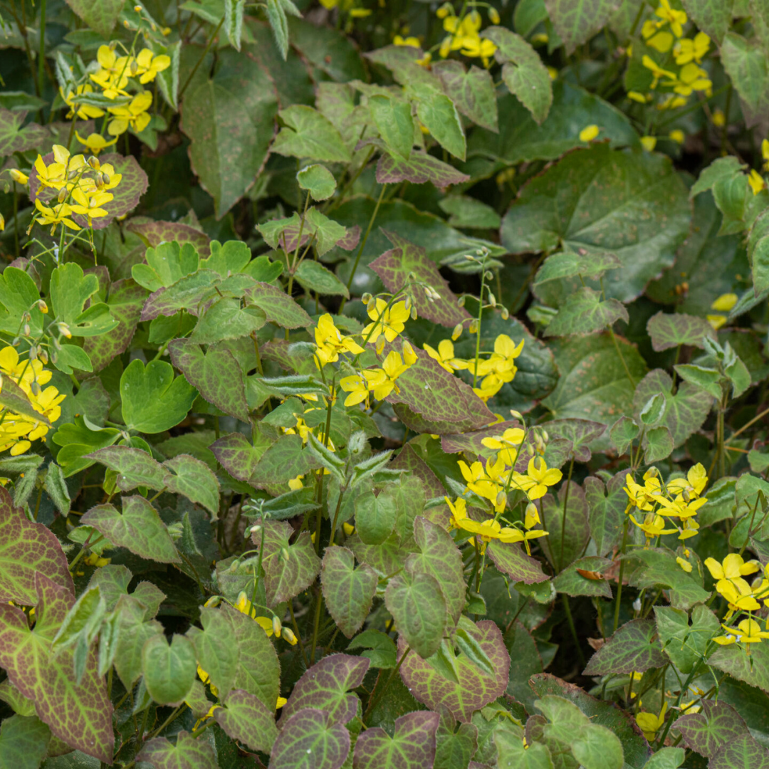 Epimedium 'Frohnleiten' with heart-shaped leaves marked burgundy and yellow clusters of small flowers