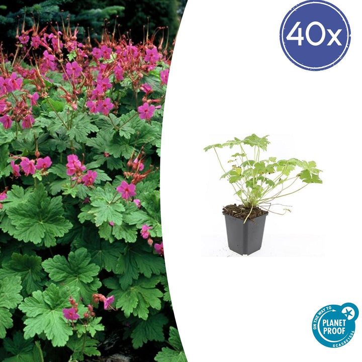 40x Hardy Geranium Czakor - Magenta Pink Ground Cover - 9cm Pots