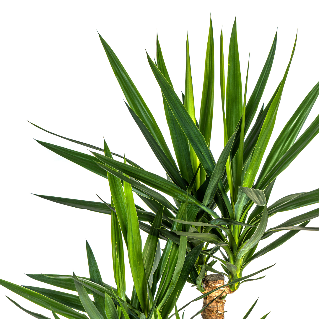 Yucca Elephantipes Branched with basket Ø24cm - ↕80-100cm