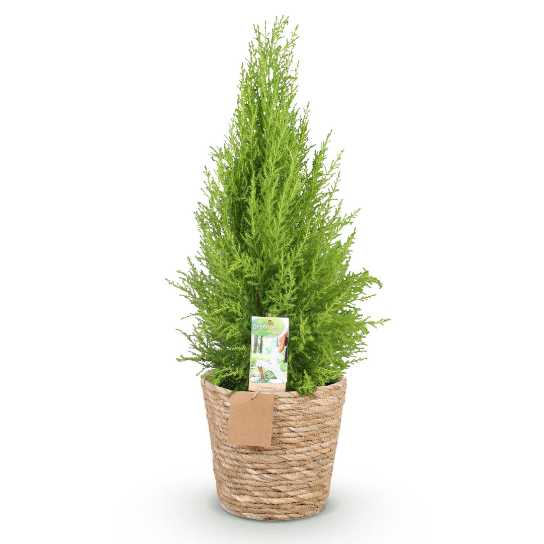 Cupressus 'Goldcrest Wilma' golden lemon-scented conifer, 21cm pot, 85-95cm, supplied with a basket - view 2