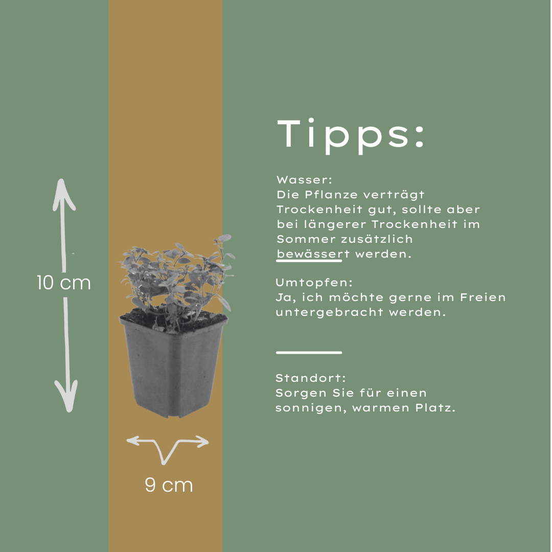 60x Origanum laevigatum 'Herrenhausen' - ↕10-25cm - Ø9cm