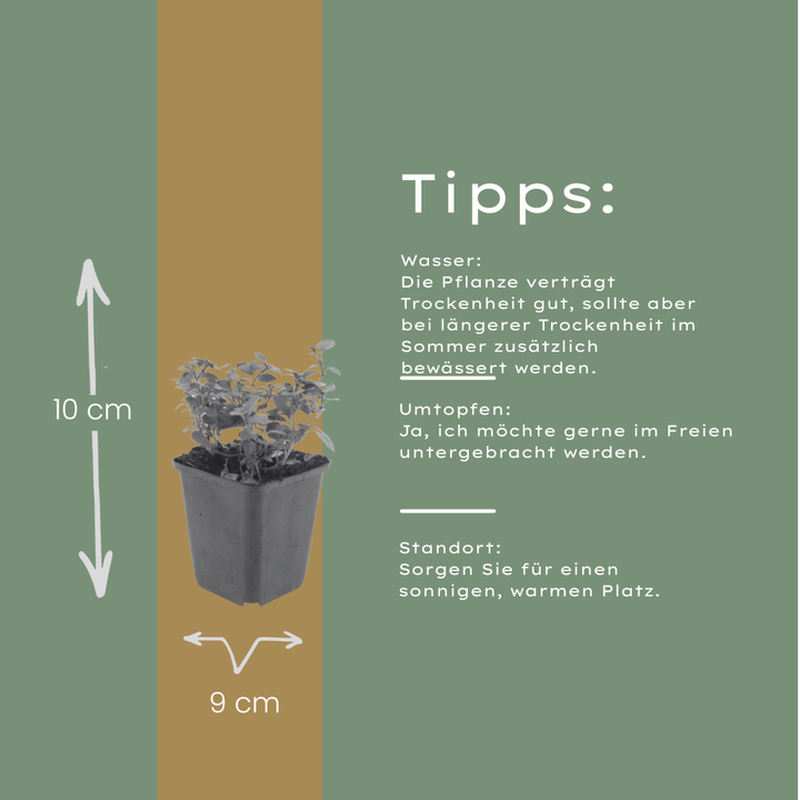 60x Origanum laevigatum 'Herrenhausen' - ↕10-25cm - Ø9cm
