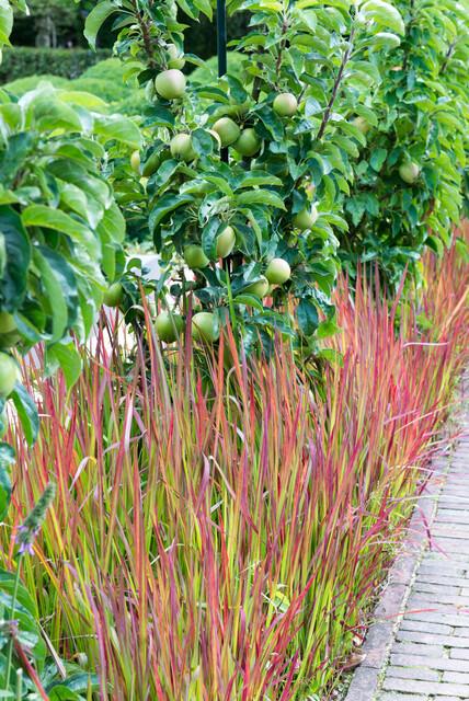 6x Imperata cylindrica 'Red Baron' - ↕10-25cm - Ø9cm styled in an Irish home interior