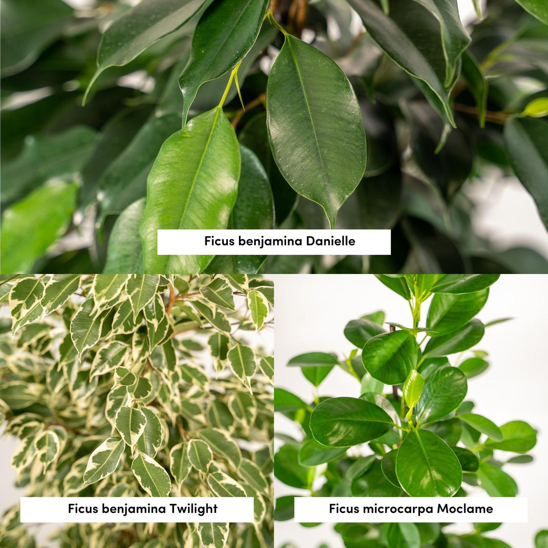 Ficus Trio Plant Set - 3 Air-Purifying Plants - 21cm Pots - 95cm