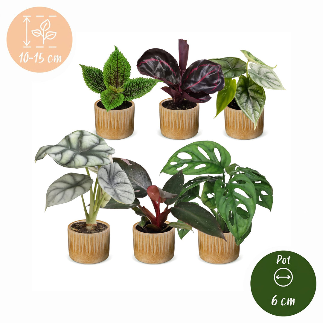 Baby Jungle Mix tropical houseplants, pack of 6, image 5