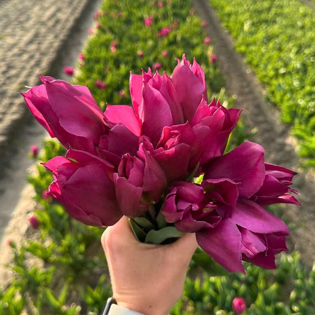 Medium Tulip Mix - 50 Bulbs Sustainable Value Pack