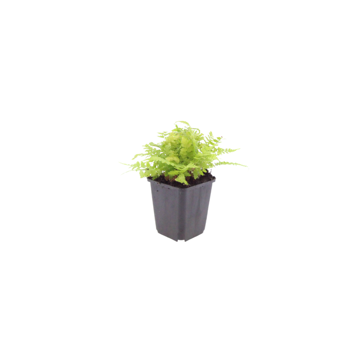 Dryopteris filix-mas Male Fern plants, pack of 24, image 2