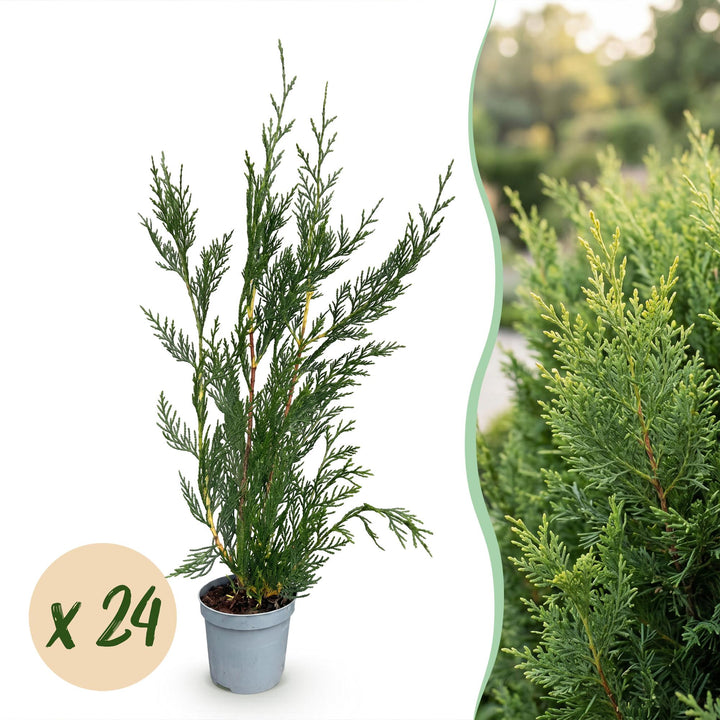 Cupressocyparis leylandii 2011 hedge plants, pack of 24