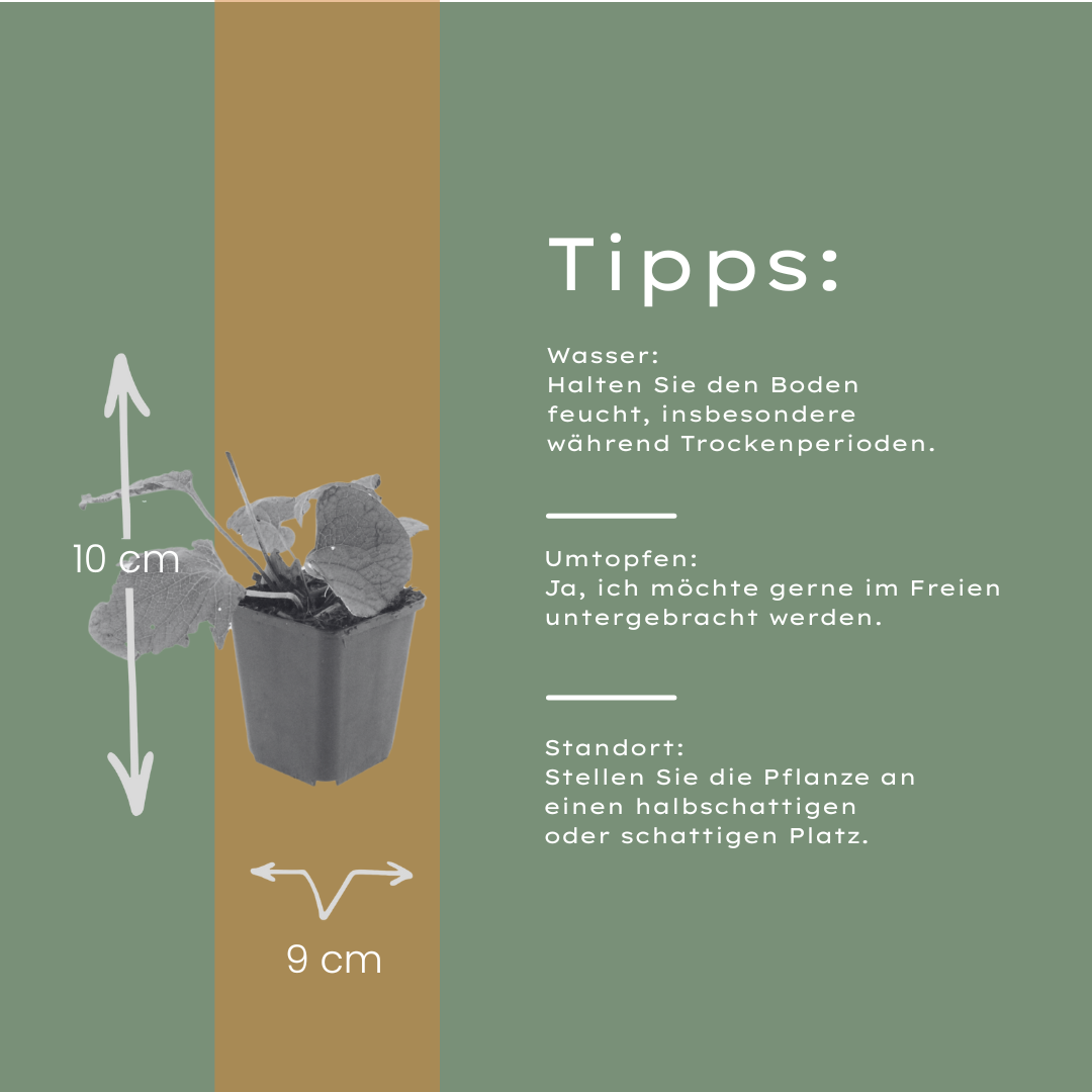 60x Brunnera macrophylla - ↕10-25cm - Ø9cm