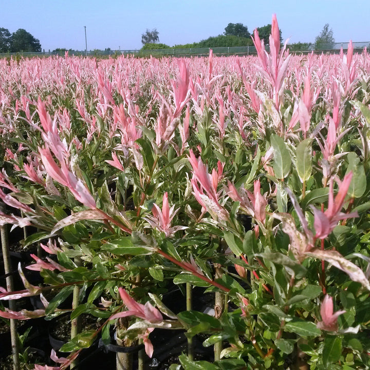 4x Salix integra 'Flamingo' Flamingo Willow in 19cm pots, 90-100cm - view 5