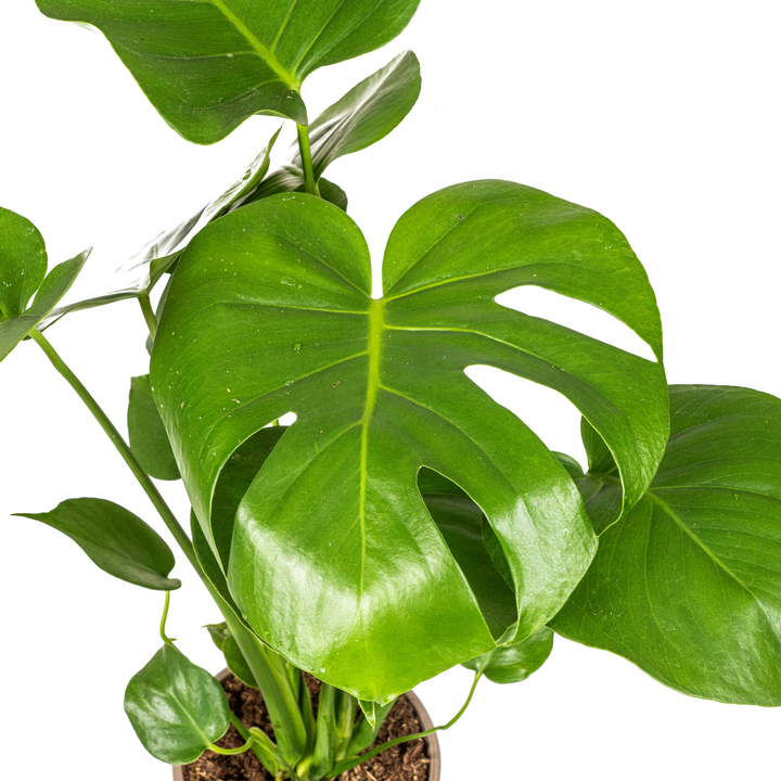 Monstera Deliciosa Tauerii 50-70cm — Mini Monstera in 17cm pot